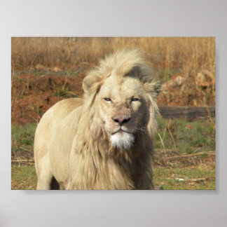 Póster león blanco