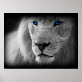 Póster León Blanco Y Negro Con Ojos Azules