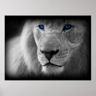 Póster León Blanco Y Negro Con Ojos Azules