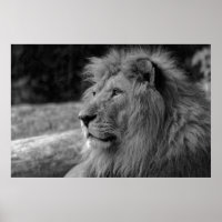 León blanco y negro - Fotografía de animales salva