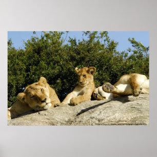 Póster León Cub