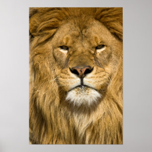 Póster León de Berbería africano, Panthera leo leo, uno d