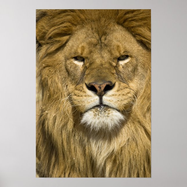 Póster León de Berbería africano, Panthera leo leo, uno d (Frente)