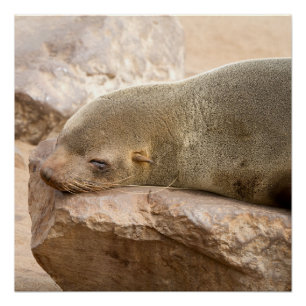 Póster León de mar
