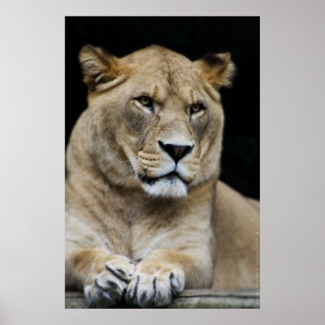 Póster León de montaña (Frente)