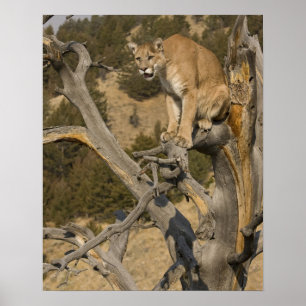 Póster León de montaña, alias puma, cougar; concolor de P