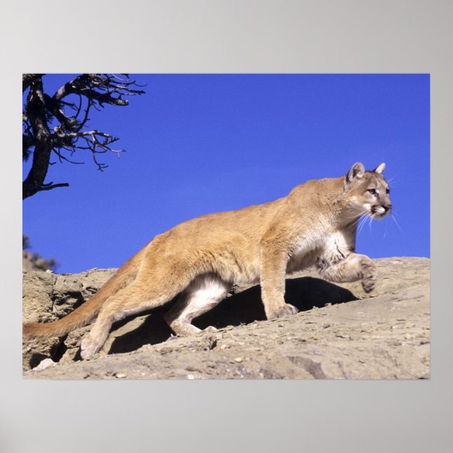 Póster León de montaña en la imprenta de Stalk (Frente)