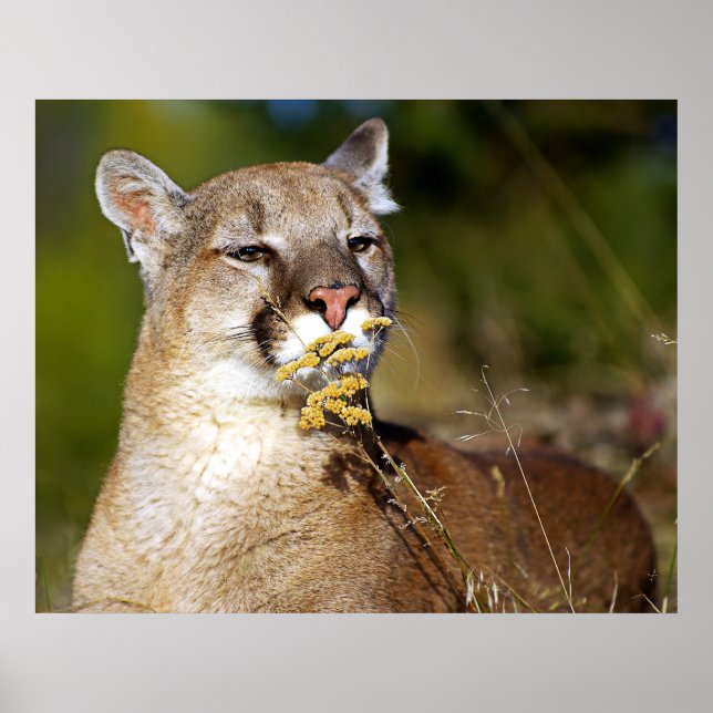 Póster León de montaña - Huele las flores (Frente)