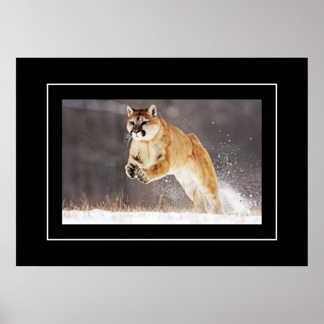 Póster León de poster-montaña (Frente)