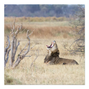 Póster León de Yawning
