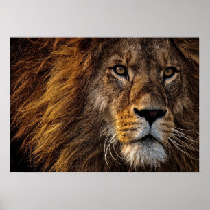 Póster León depredador de león