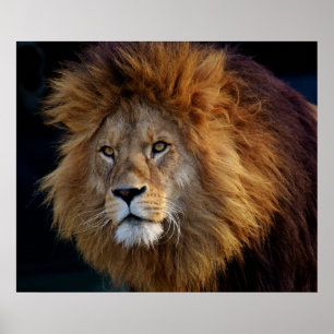 Póster León depredador salvaje con Mane