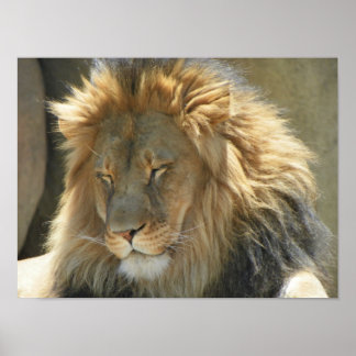 Póster león dormido