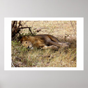 Póster León en Kenia