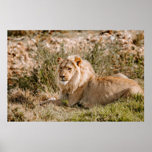 PÓSTER LEÓN EN LA GRASA