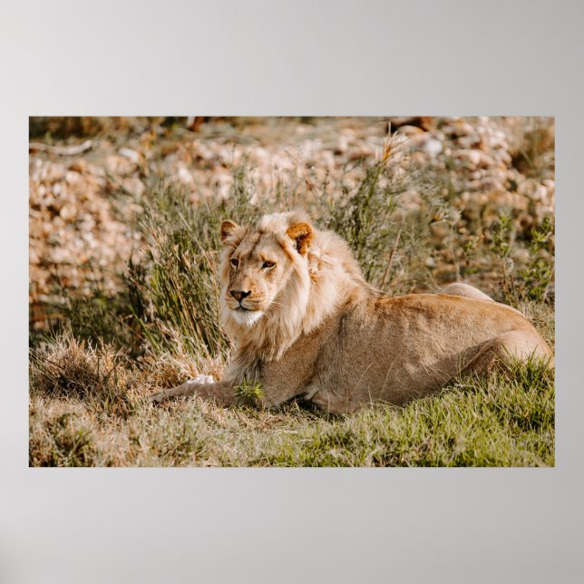 PÓSTER LEÓN EN LA GRASA (Frente)