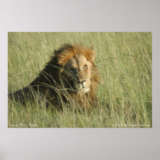 Póster León en reposo