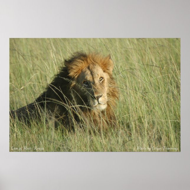 Póster León en reposo (Frente)