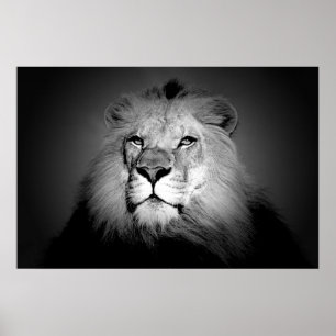 Póster León - Fotografía de animales salvajes