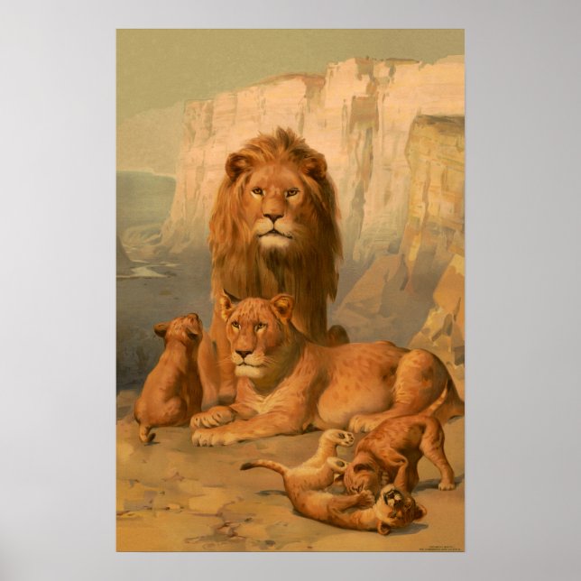 Póster León, leona y cachorros (Frente)