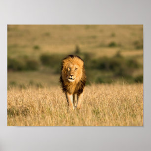 Póster León Macho Caminando
