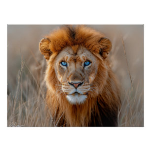 Póster León Macho Majestuoso con Ojos Azules Brillantes