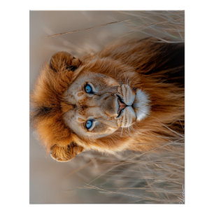 Póster León Macho Majestuoso con Ojos Azules Brillantes