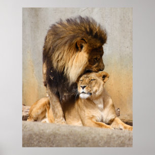 Póster León macho y hembra enamorado