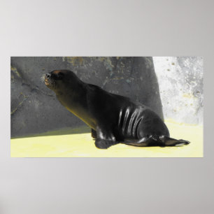 Póster León marino