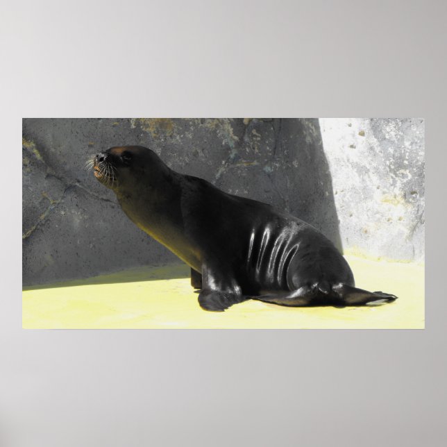Póster León marino (Frente)