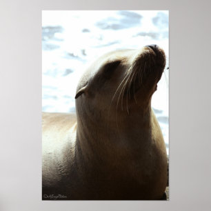 Póster León marino 2