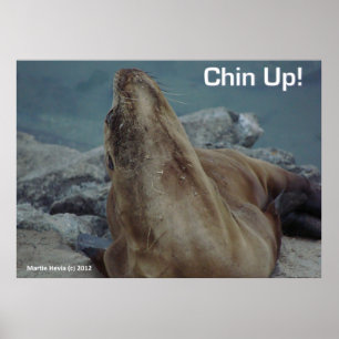 Póster León marino - Chin Up - Poster