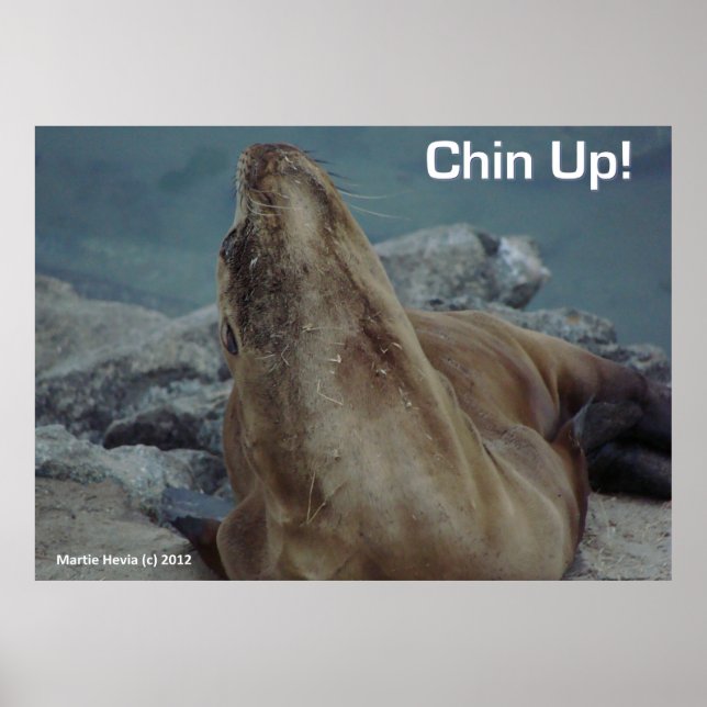 Póster León marino - Chin Up - Poster (Frente)