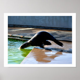 Póster León marino de California buceando