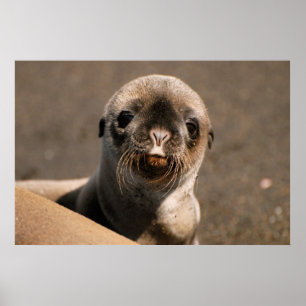Póster León marino de las Islas Galápagos