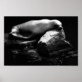 Póster León marino durmiente .1781