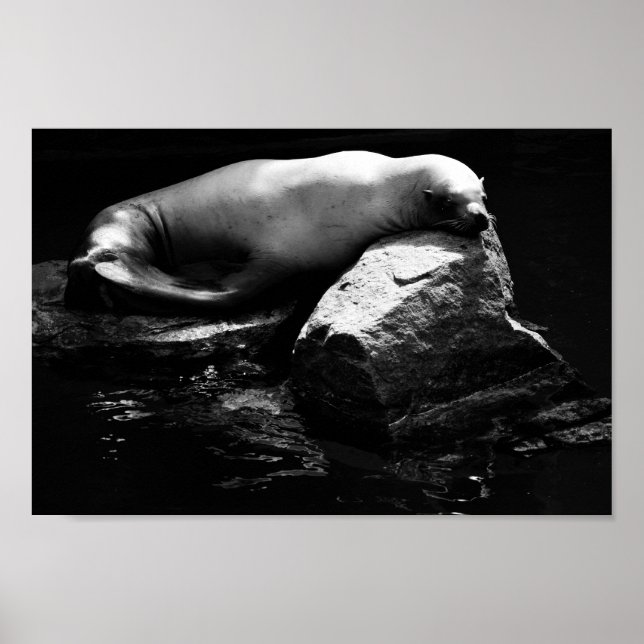 Póster León marino durmiente .1781 (Frente)