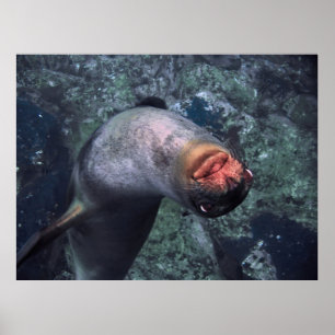 Póster León marino lúdico