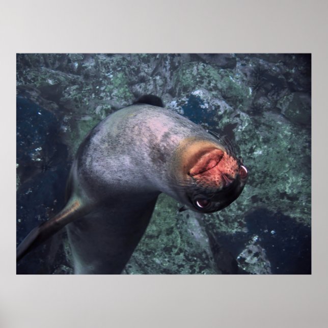 Póster León marino lúdico (Frente)