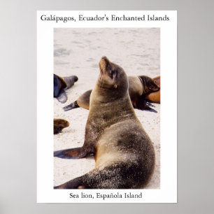 Póster León marino relajando sus músculos del cuello