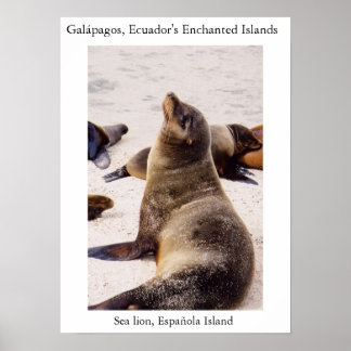 Póster León marino relajando sus músculos del cuello