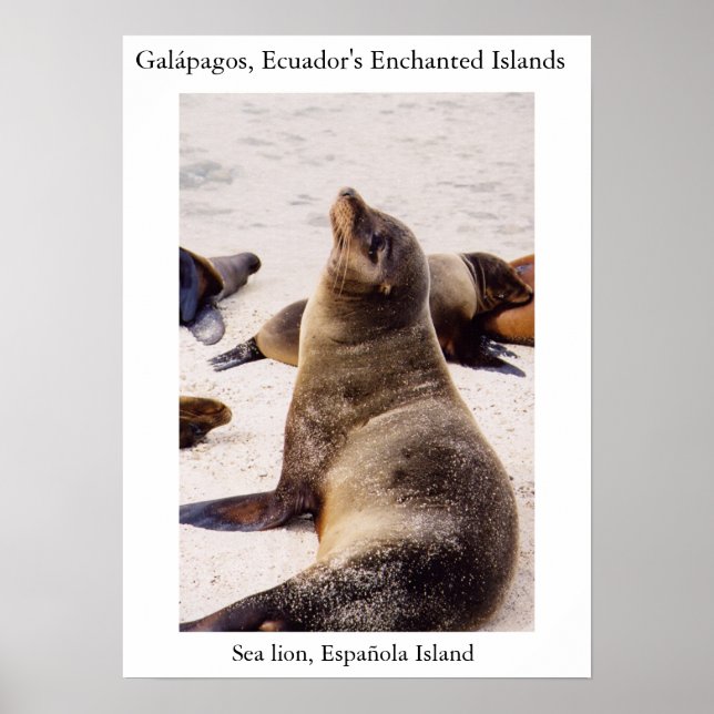 Póster León marino relajando sus músculos del cuello (Frente)