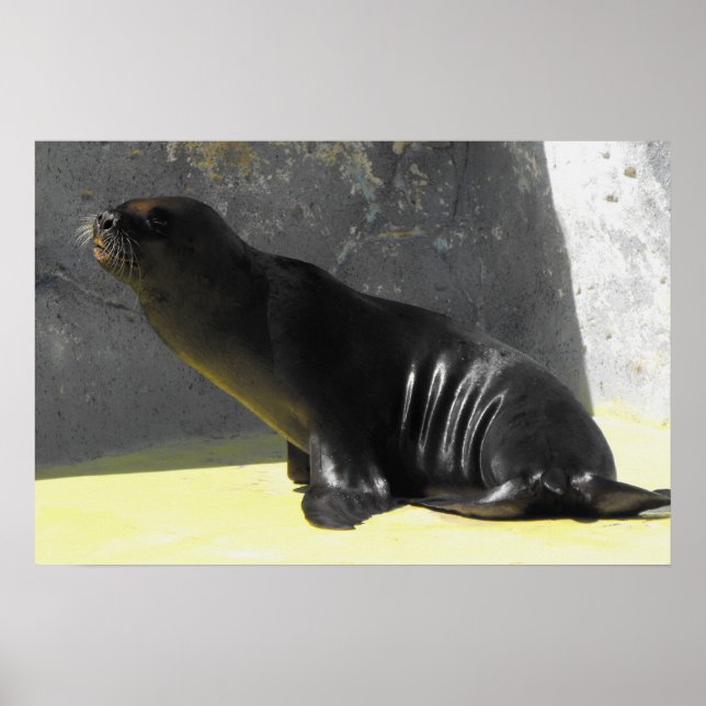 Póster León marino sentado (Frente)