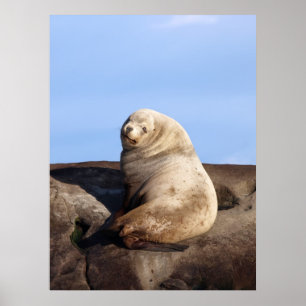 Póster León marino Steller para hombres silvestres - Impr