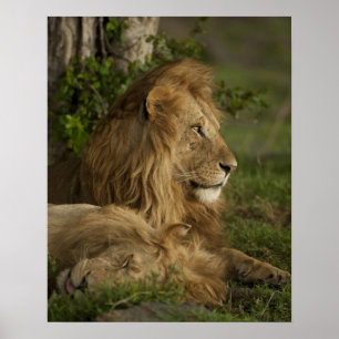 Póster León, Panthera leo, Lower Mara, Masai Mara GR,