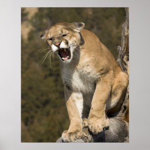 Póster León Puma o montaña, concolor puma, cautivo -