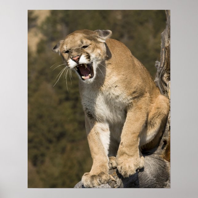 Póster León Puma o montaña, concolor puma, cautivo - (Frente)