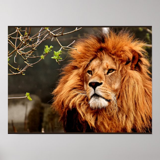 Póster León, Rey de la Selva (Frente)