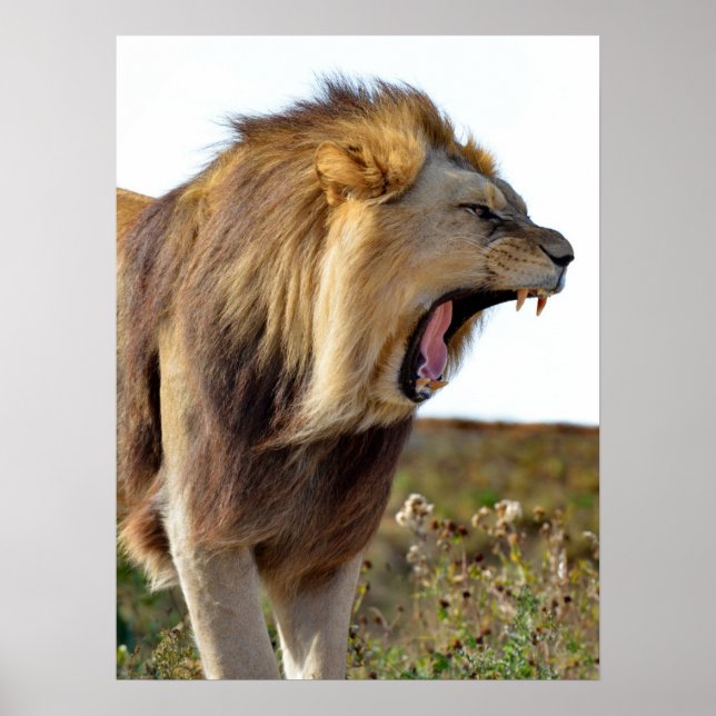 Póster León ruidoso lleno de dientes (Frente)