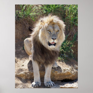 Póster León sentado en las rocas